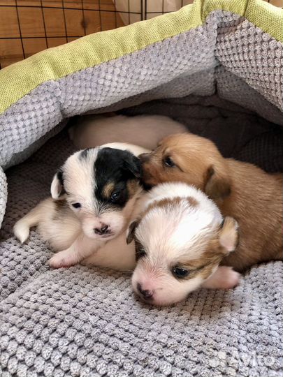 Щенки от маленькой собачки