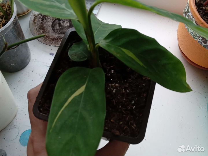 Ктенанта голден мозаик