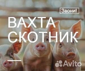 Скотник вахта с питанием