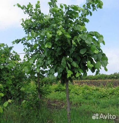 Саженец Липа крупнолистная купить в Санкт-Петербурге | Товары для дома ...