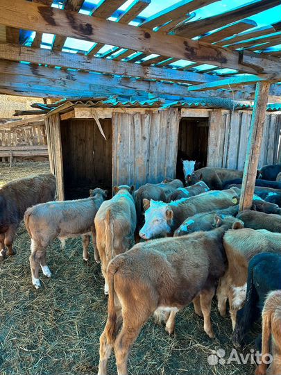 Бычки на откорм 34 головы