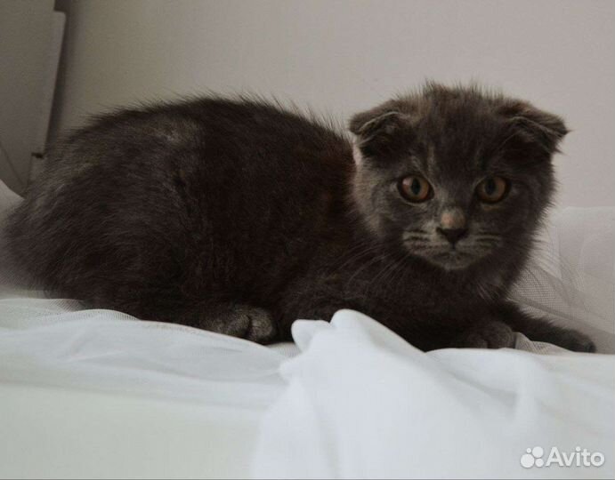 Котята метисы шотландской вислоухой