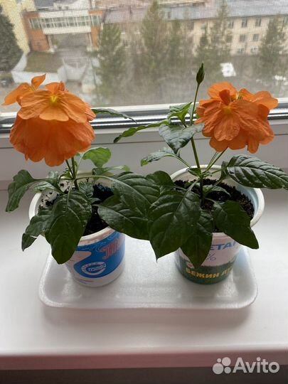 Кроссандра