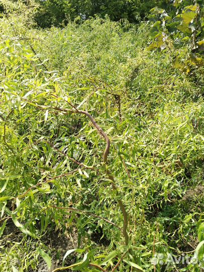 Ива плакучая