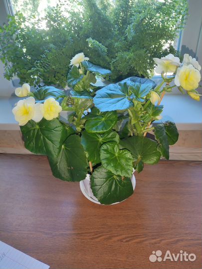 Бегония желтая