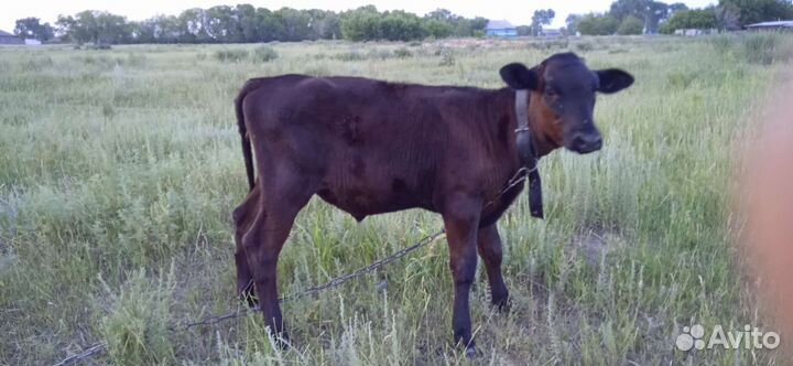 Продам телочек