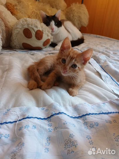 Анатолийский котик