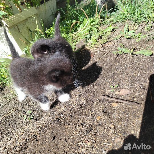 Котята в добрые руки бесплатно