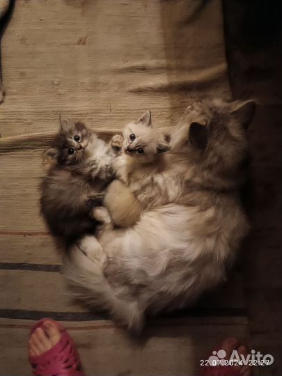 Котята россияне