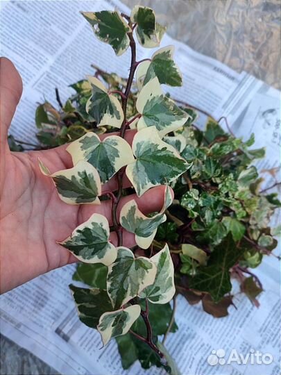 Срезы, черенки сортовых плющей