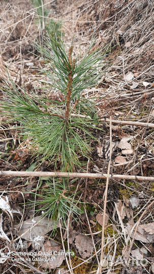 Саженцы сизая ель голубая