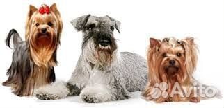 Стрижка собак и кошек