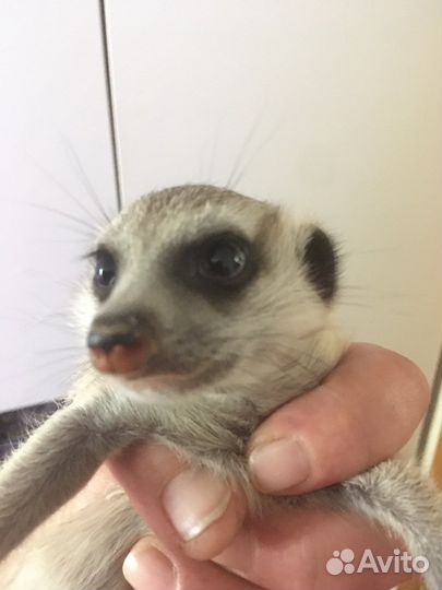 Сурикаты малыши