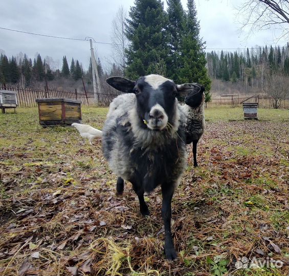 Баран 1 год