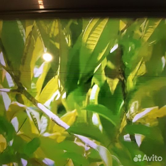 SMART телевизор Haier 50