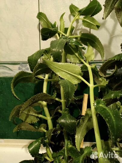 Алоэ лечебный