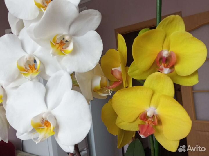 Орхидеи фаленопсис сортовая групповая посадка