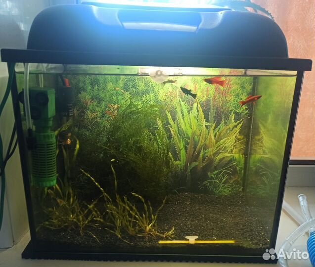 Действующий аквариум
