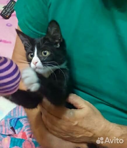 Малышик котик