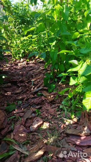 Мульча кора лиственницы