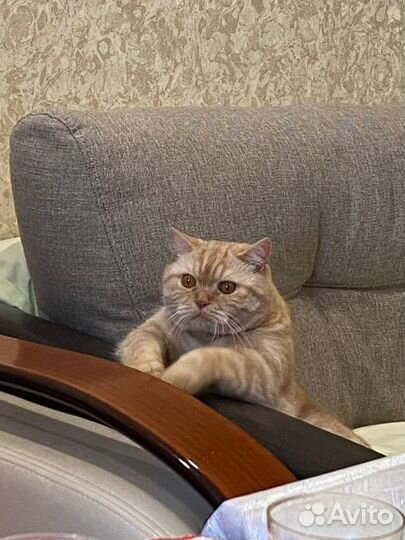 Британский кот вязка