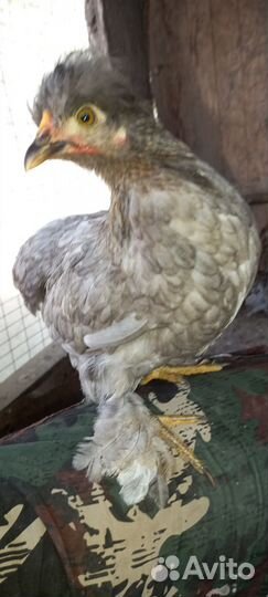 Декоративные карликовые куры