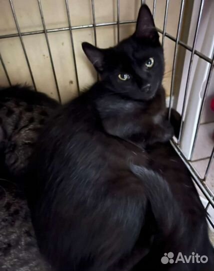 Котята подростки. 4м. Из клетки. Москва