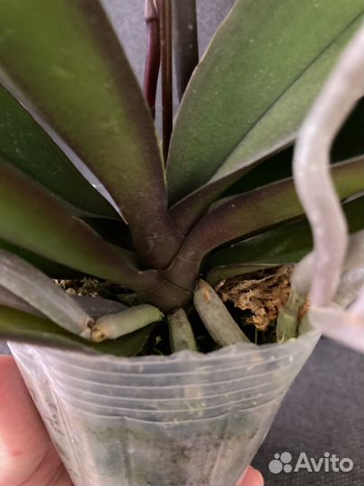 Орхидея фаленопсис биглип