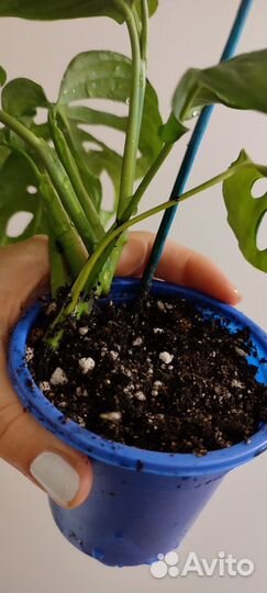 Монстера манки