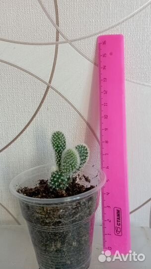 Суккуленты