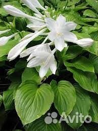 Саженцы Хосты