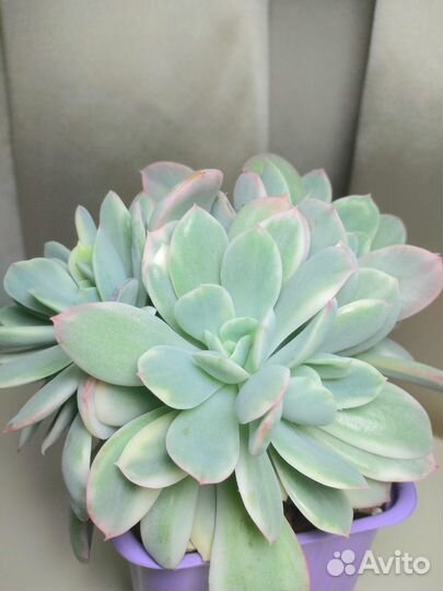 Суккуленты