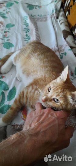Продам котенка