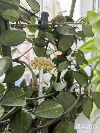 Хойя лакуноза эскимо сильвер