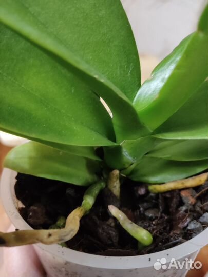 Орхидея фаленопсис