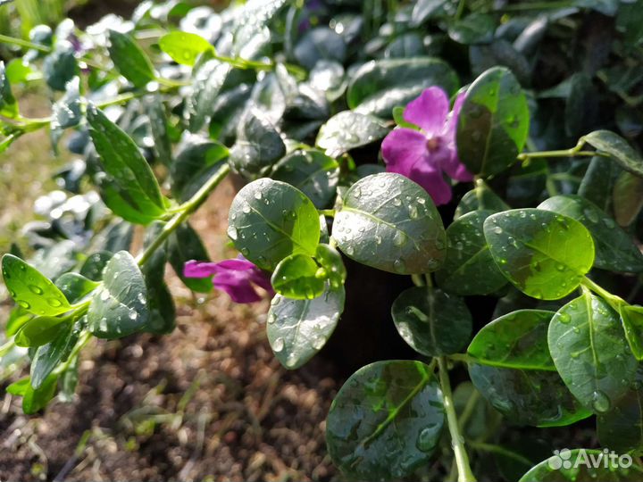 Бересклет форчуна, барвинок, очиток, колокольчик