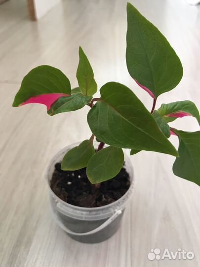 Альтернантера