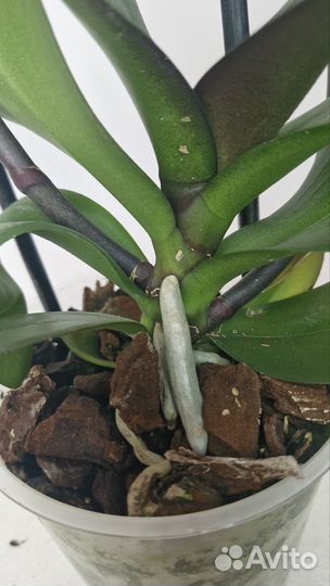 Орхидея фаленопсис