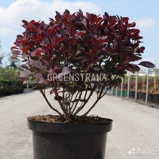 Саженцы Скумпия кожевенная