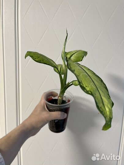 Диффенбахия Рудольф Роелс