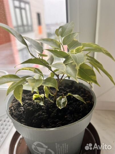 Фикус бенджамина