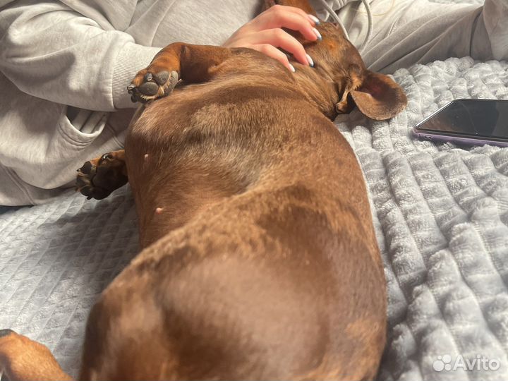 Вязка Такса мраморная миниатюрка (кобель)