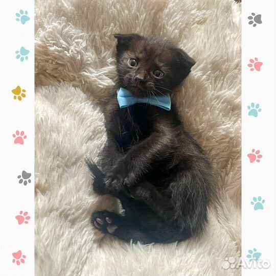Черный котёнок мальчик в добрые руки
