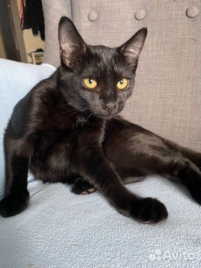 Кастрированный котик