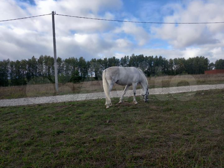 Участок 6 сот. (ИЖС)