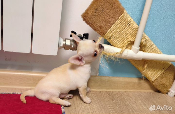 Щенки чихуахуа стандарт