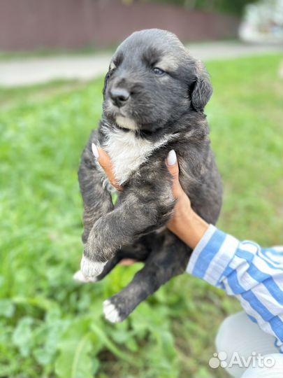 Щенки в добрые руки отдам бесплатно