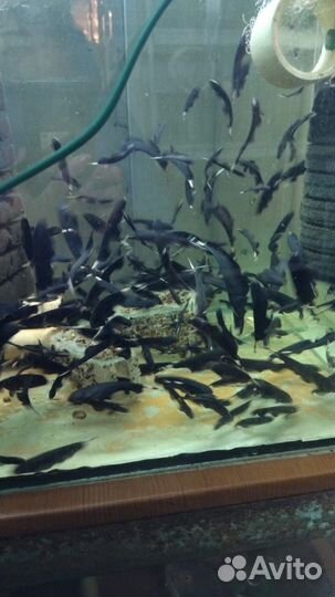 Черный нож рыбка. Apteronotus albifrons