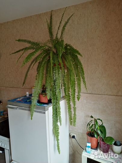 Продам цветы комнатные