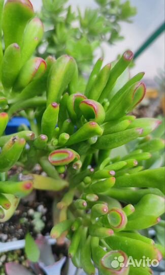 10 Эониум, Крассула